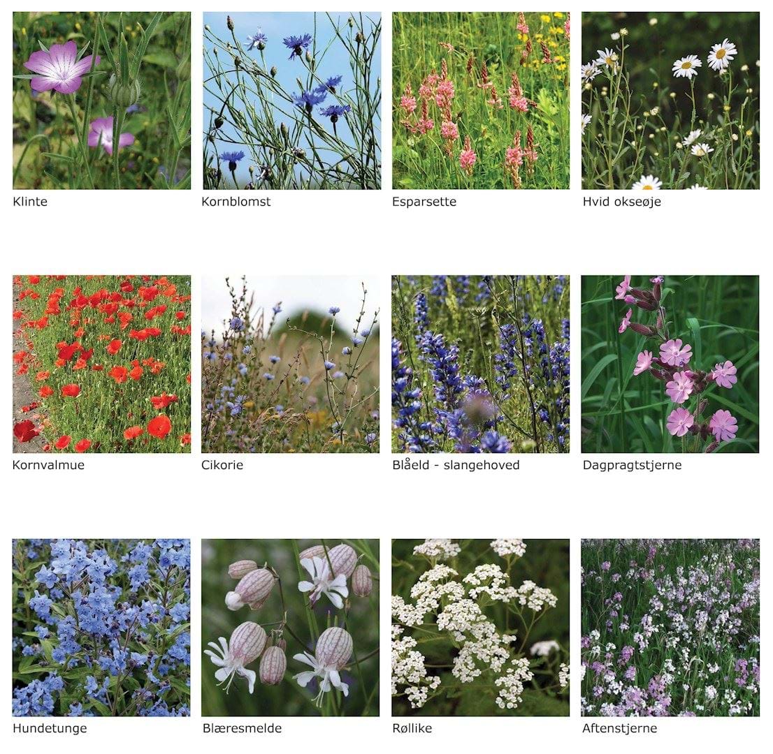 Eksempler på engplanter